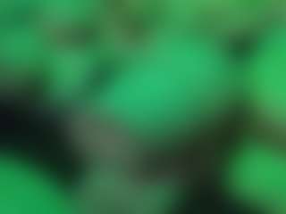 Papipolla's Live Sex Cam Show