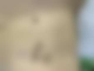 Sr. Gheko's Live Sex Cam Show