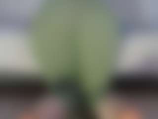 angelinaloves's Live Sex Cam Show