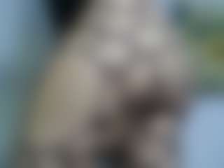AmberAlena's Live Sex Cam Show