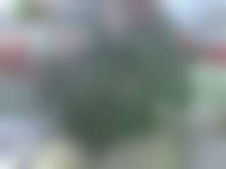 Show de cam sexual en vivo de AmberAlena
