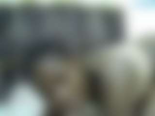 Live cam show with Sella-bella - Public Black on SquirtSoMuch