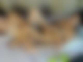 studValerin-Abbi's Live Sex Cam Show
