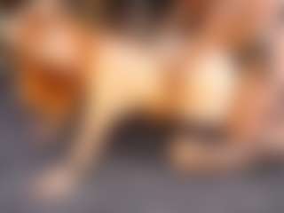 dayannawins's Live Sex Cam Show