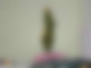 Bellah247's Live Sex Cam Show