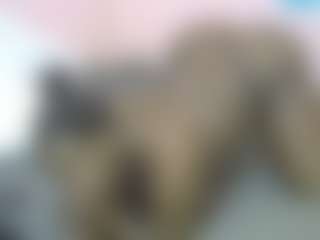 Live cam show with sweetsighs - Ass Clapping on StripNow
