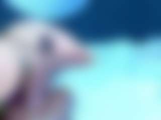 LizzyOlsen's Live Sex Cam Show