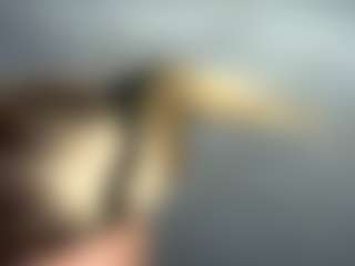 Live cam show with EvelyneGruis - Blue Eyes on fapnchat