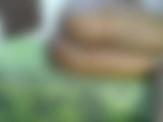 Cutey-pinky's Live Sex Cam Show