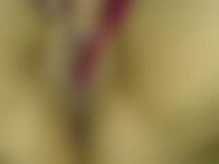 Live cam show with soyfer - Domination on Fapmatic.com
