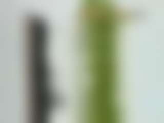 Veshy7