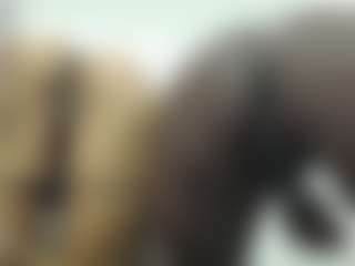 zule-jhonson's Live Sex Cam Show