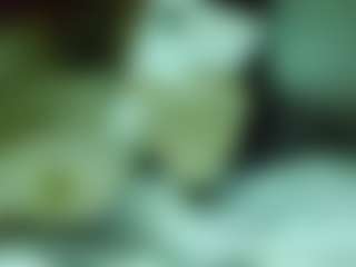 Trvnkitty