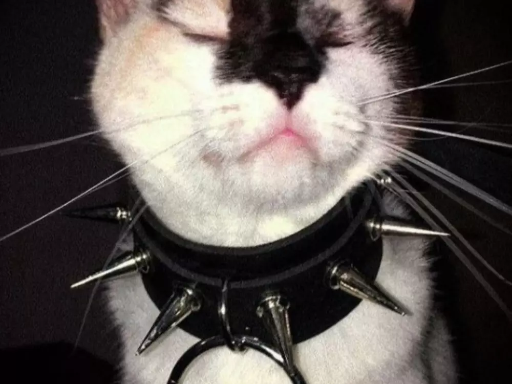 kittyjaws