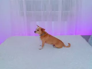 Lisa-Tease's Live Sex Cam Show