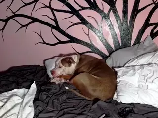 1800fu's Live Sex Cam Show