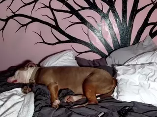 1800fu's Live Sex Cam Show