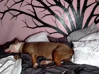 1800fu's Live Sex Cam Show