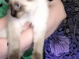 Alternative Ava's Live Sex Cam Show