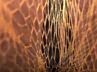 Oxlemon's Live Sex Cam Show