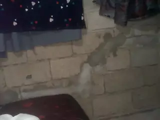 bellansm's Live Sex Cam Show