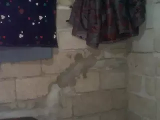 bellansm's Live Sex Cam Show