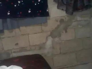 bellansm's Live Sex Cam Show