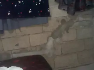 bellansm's Live Sex Cam Show