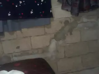 bellansm's Live Sex Cam Show