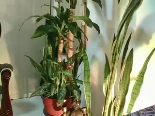 Merida-Red's Live Sex Cam Show