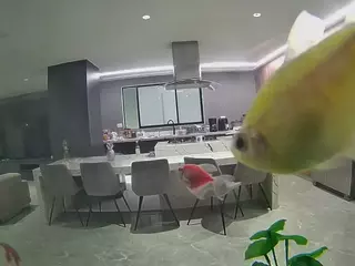 voyeurcam casa salsa fishtank's Live Sex Cam Show