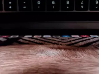 Phoenix Riley's Live Sex Cam Show