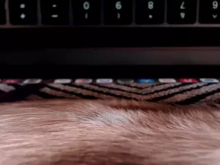 Phoenix Riley's Live Sex Cam Show