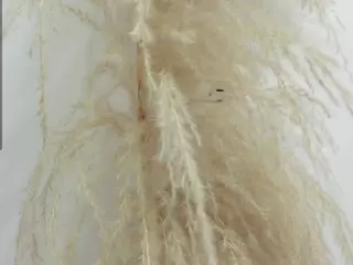 JESSY-CORTES's Live Sex Cam Show