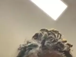 BlaAsainPersuasion's Live Sex Cam Show