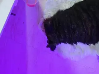 angiie-bigboobs's Live Sex Cam Show