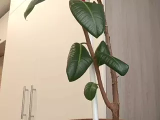 WandaBreed's Live Sex Cam Show