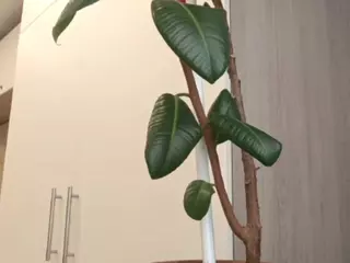 WandaBreed's Live Sex Cam Show