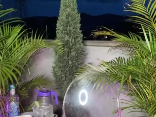 Dani Rouge's Live Sex Cam Show