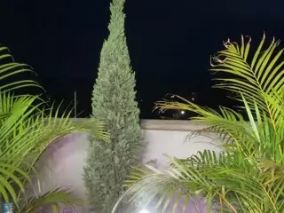Dani Rouge's Live Sex Cam Show