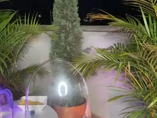 Dani Rouge's Live Sex Cam Show