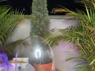 Dani Rouge's Live Sex Cam Show