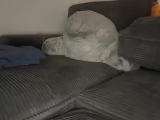 QueenSibaby's Live Sex Cam Show