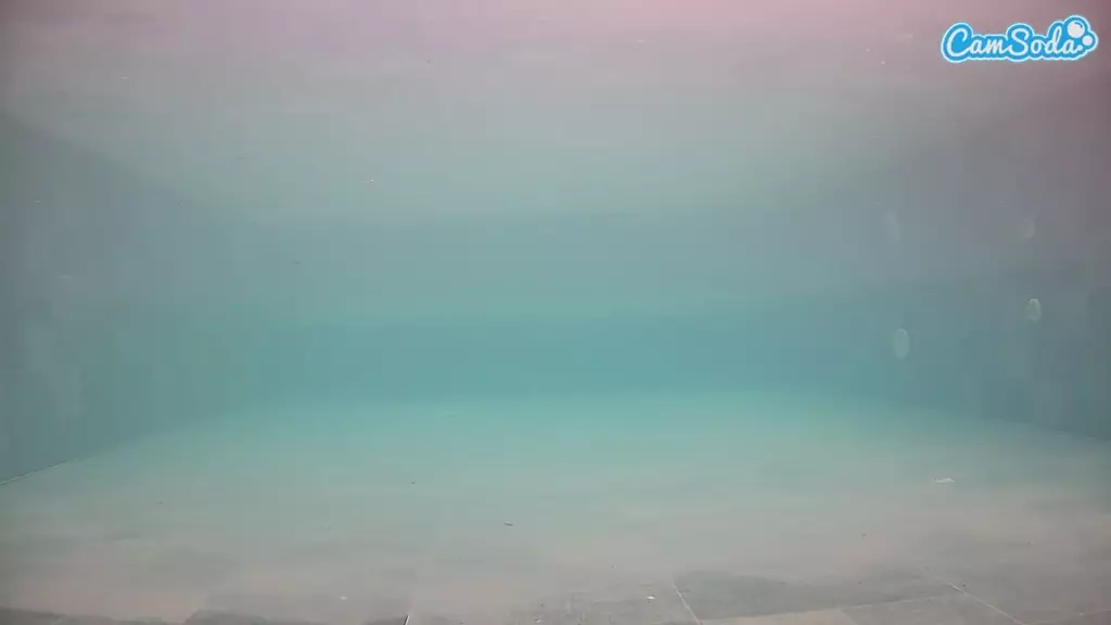 voyeurcam casa salsa pool 1 live cam