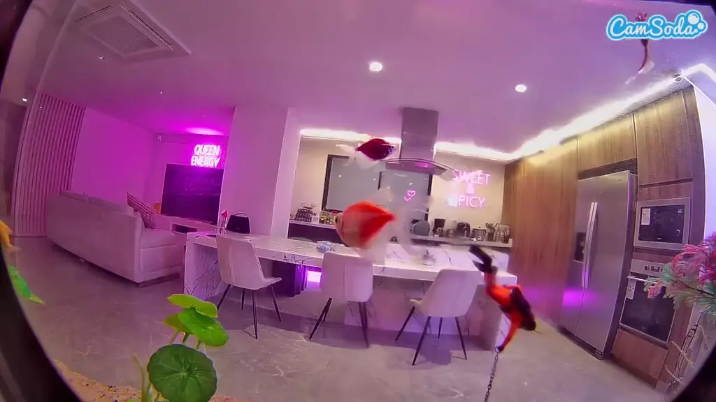 voyeurcam casa salsa fishtank live cam