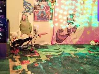 babyzelda live cam preview
