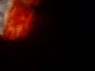 Kinquin the kitty man