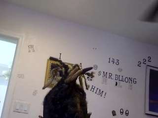 mrdllongcrippler