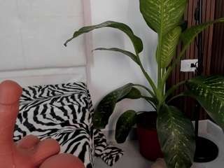 le modèle camilaadams est en webcam porno dans un show sur le site camsoda, il possède les tags suivants: ass,lovense,young-adult,twerk,toys,teen-18,tease,tattoos,ride-torso,oil,ass-clapping,naked,no smoking,lingerie,cowgirl,asshole,bedroom,handjob,brown-eyes,black-hair