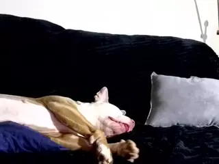 1800fu's Live Sex Cam Show